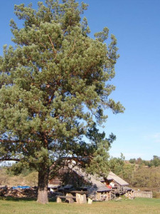 34492_139438349413996_1582296_n