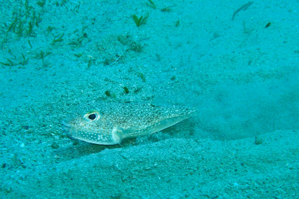 pufferfish-1